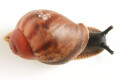 Archachatina marginata ssp Cameroon 5 juvenil
